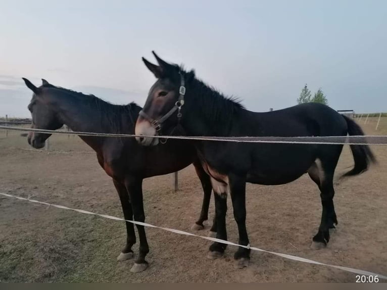 Mule Gelding 8 years 14,2 hh in Beled