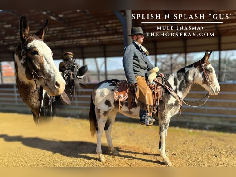 Mule Gelding 8 years 14,2 hh Tobiano-all-colors in Buchanan, TN