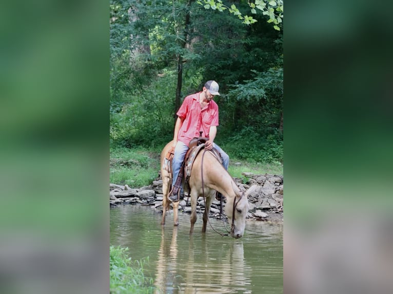 Mule Gelding 8 years 14,2 hh Champagne in Brooksville, Ky