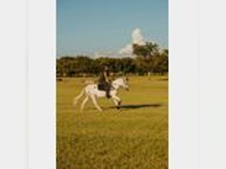 Mule Gelding 8 years 14,2 hh in Waco, TX