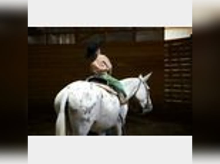 Mule Gelding 8 years 14,2 hh in Waco, TX