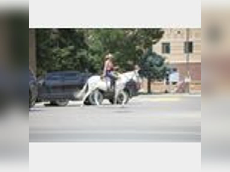 Mule Gelding 8 years 14,2 hh in Waco, TX