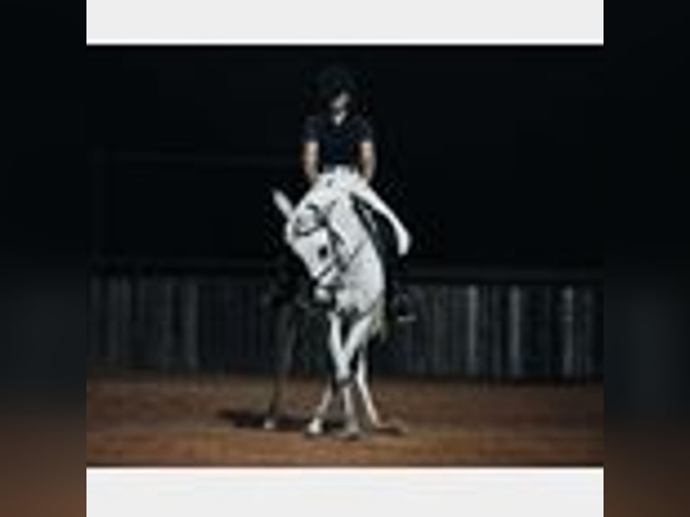 Mule Gelding 8 years 14,2 hh in Waco, TX