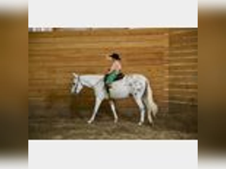 Mule Gelding 8 years 14,2 hh in Waco, TX