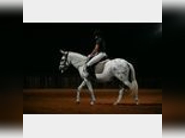 Mule Gelding 8 years 14,2 hh in Waco, TX