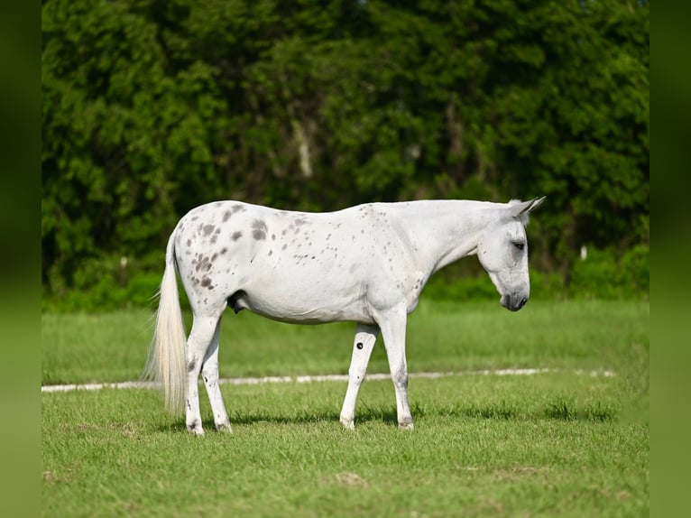 Mule Gelding 8 years 14,2 hh in Waco, TX