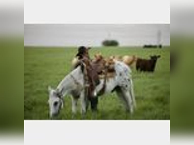 Mule Gelding 8 years 14,2 hh in Waco, TX