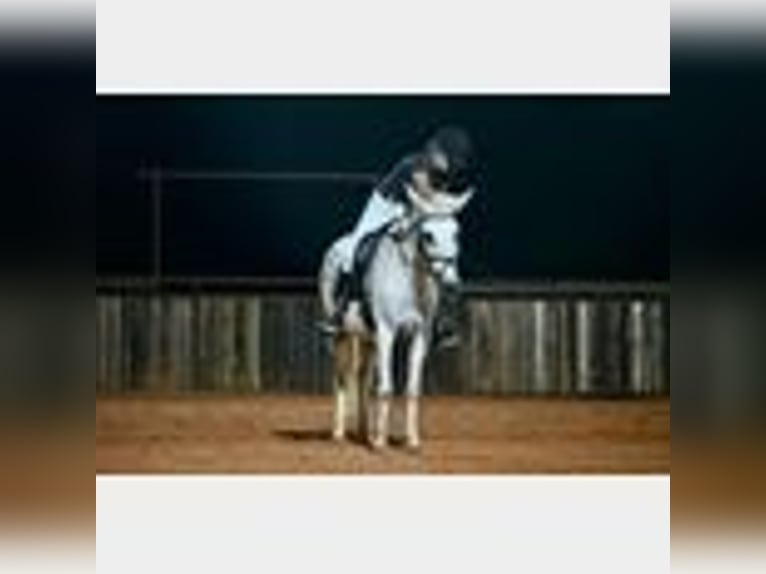 Mule Gelding 8 years 14,2 hh in Waco, TX