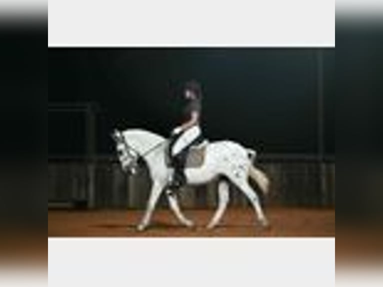 Mule Gelding 8 years 14,2 hh in Waco, TX