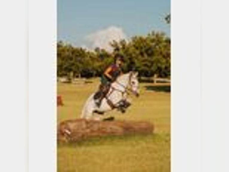 Mule Gelding 8 years 14,2 hh in Waco, TX