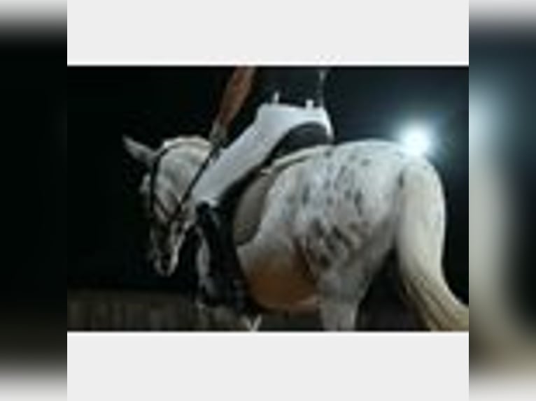 Mule Gelding 8 years 14,2 hh in Waco, TX