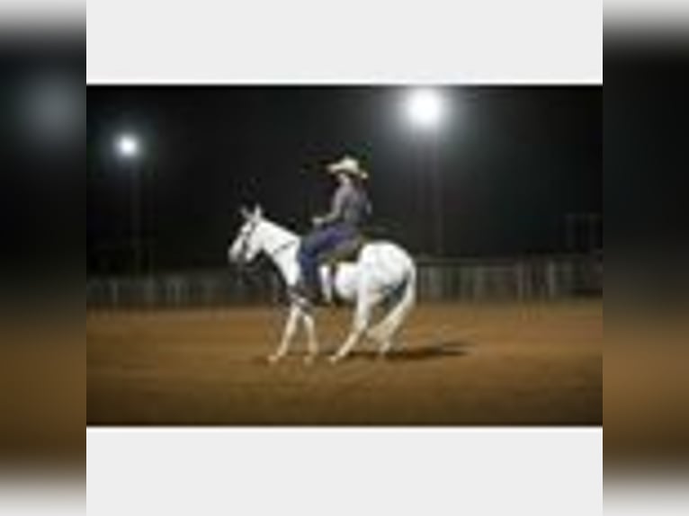 Mule Gelding 8 years 14,2 hh in Waco, TX