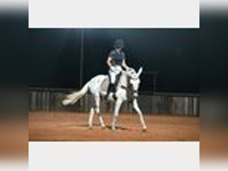 Mule Gelding 8 years 14,2 hh in Waco, TX