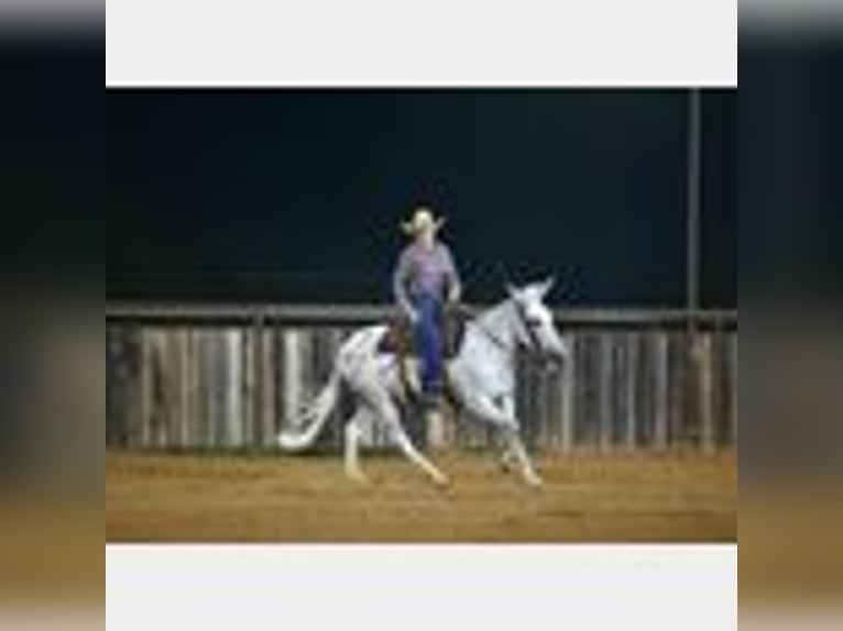 Mule Gelding 8 years 14,2 hh in Waco, TX