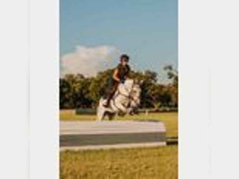 Mule Gelding 8 years 14,2 hh in Waco, TX