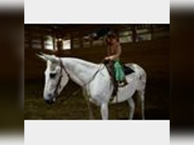 Mule Gelding 8 years 14,2 hh in Waco, TX
