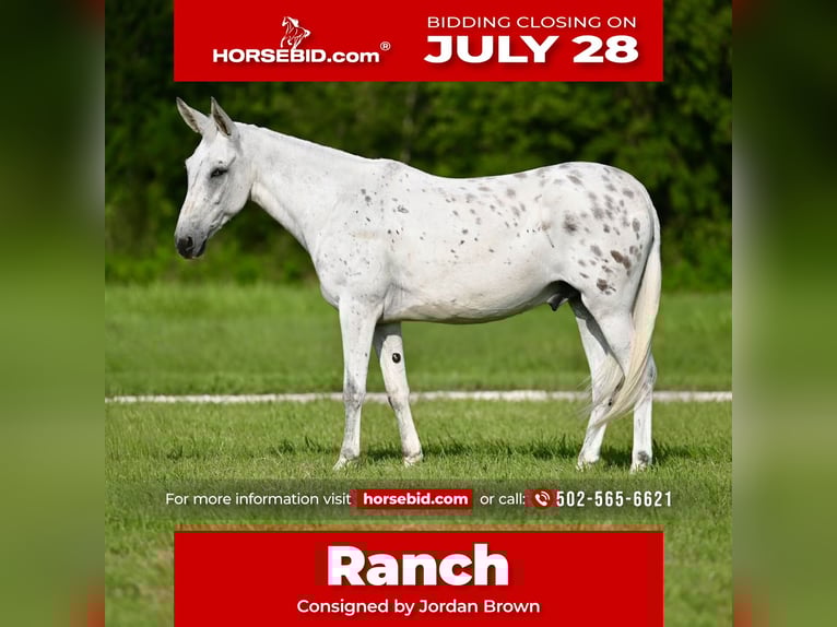 Mule Gelding 8 years 14,2 hh in Waco, TX