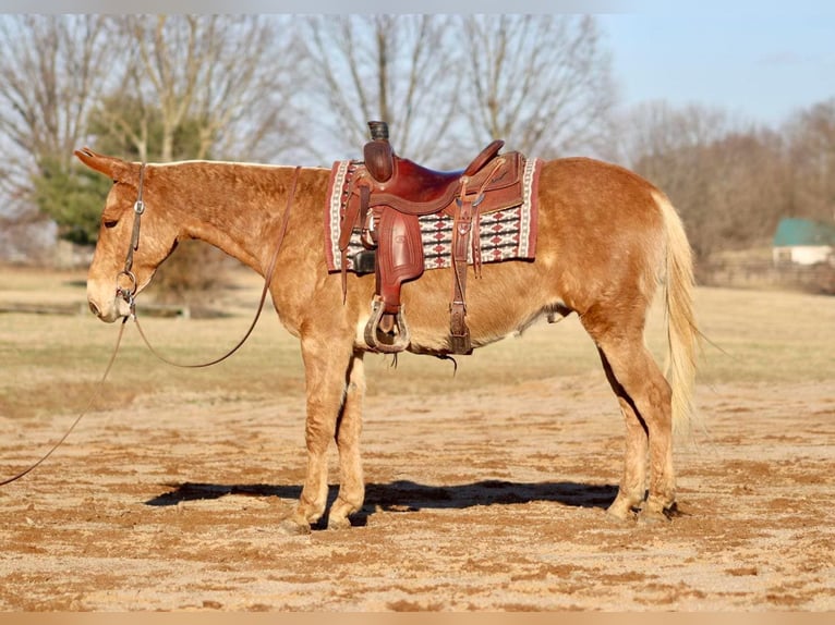 Mule Gelding 8 years 14,3 hh Palomino in Brooksville KY