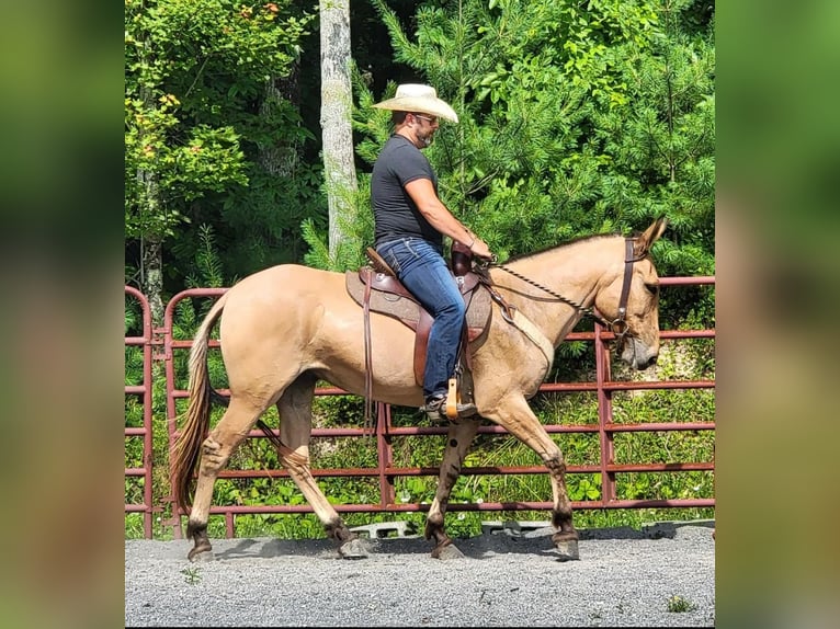 Mule Gelding 8 years 15,1 hh in Vaughan, MS