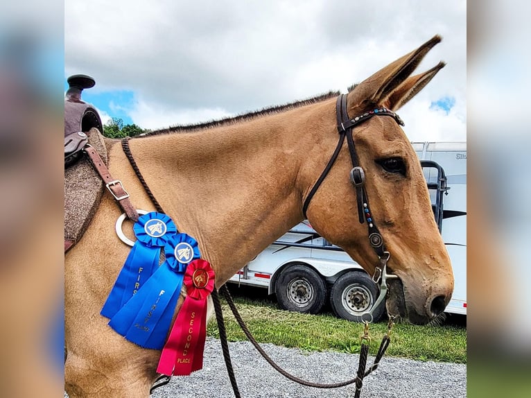 Mule Gelding 8 years 15,1 hh in Vaughan, MS