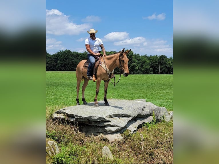 Mule Gelding 8 years 15,1 hh in Vaughan, MS