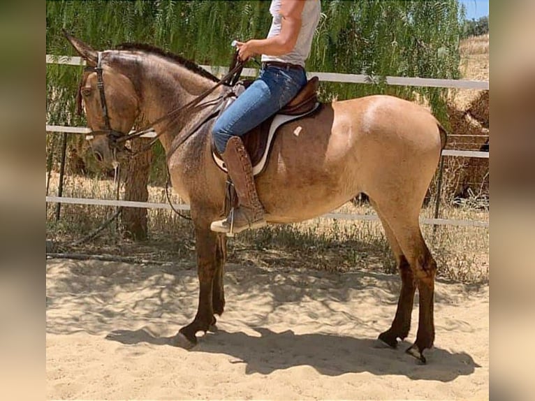 Mule Gelding 8 years 15,2 hh Dun in Jerez de la Frontera