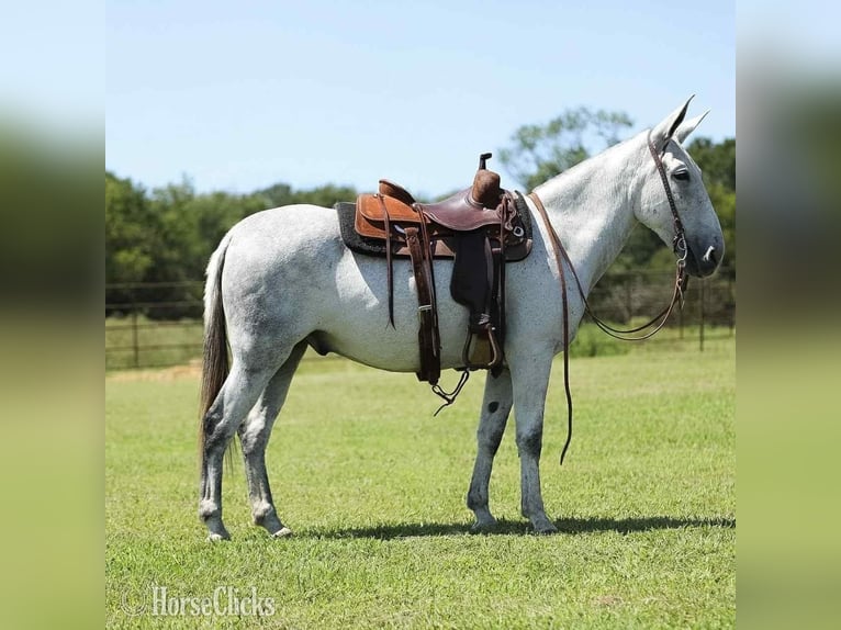 Mule Gelding 8 years 15 hh Grey in Tompkinsville
