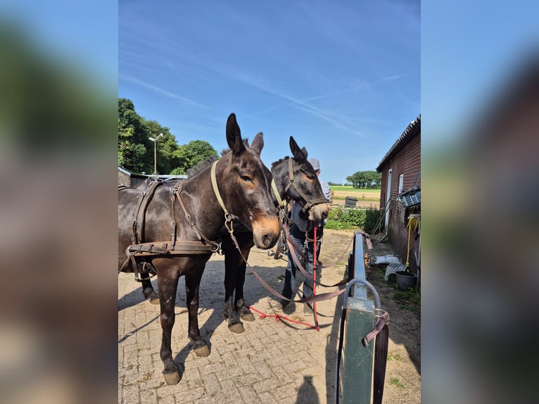 Mule Gelding 8 years 15,2 hh Bay-Dark in Aalten