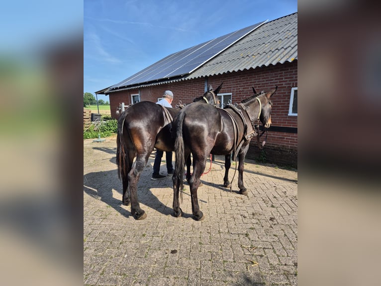 Mule Gelding 8 years 15,2 hh Bay-Dark in Aalten