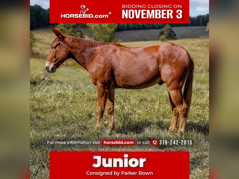 Mule Gelding 8 years 15,2 hh Sorrel in Somerset KY