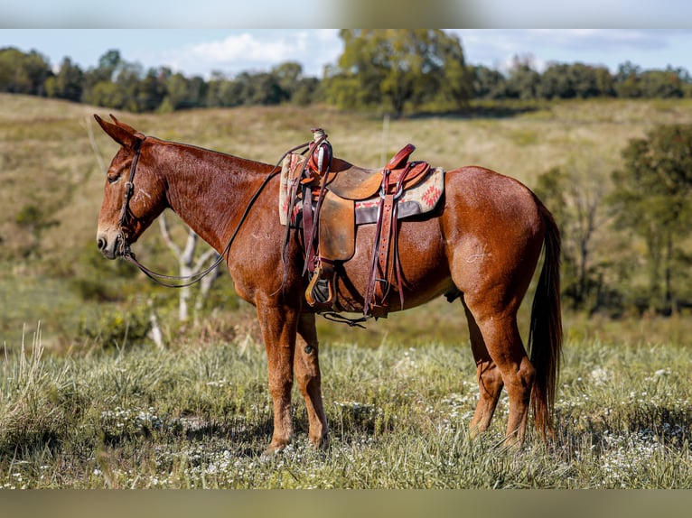 Mule Gelding 8 years 15,2 hh Sorrel in Somerset KY