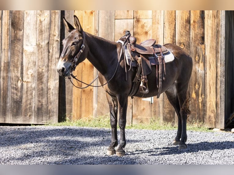 Mule Gelding 8 years 16 hh Bay in Everett PA