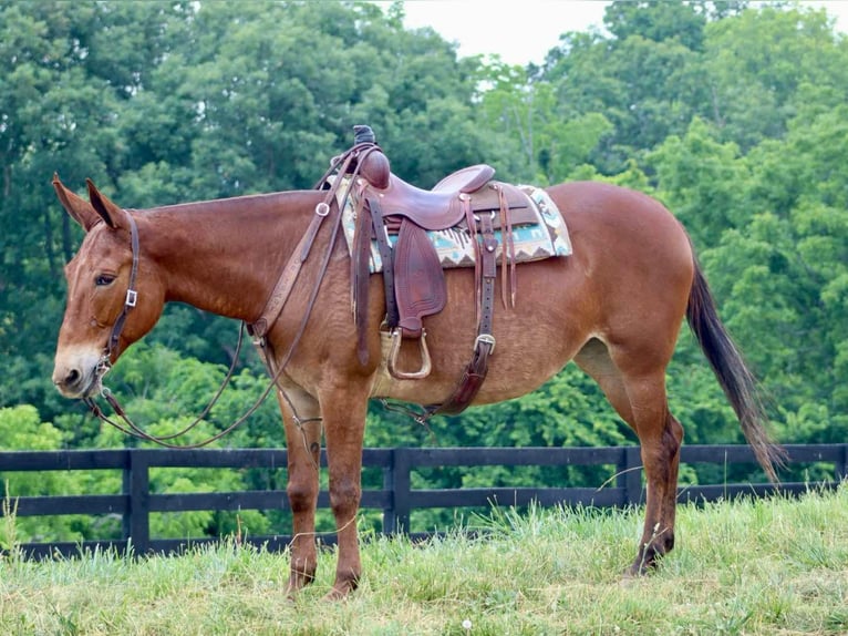 Mule Gelding 8 years 16 hh Chestnut in Brooksville KY