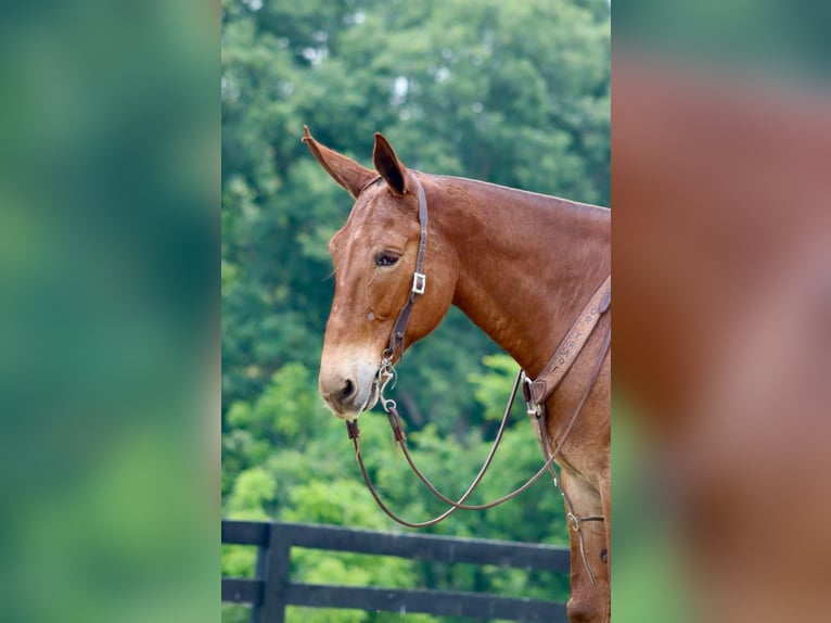 Mule Gelding 8 years 16 hh Chestnut in Brooksville KY