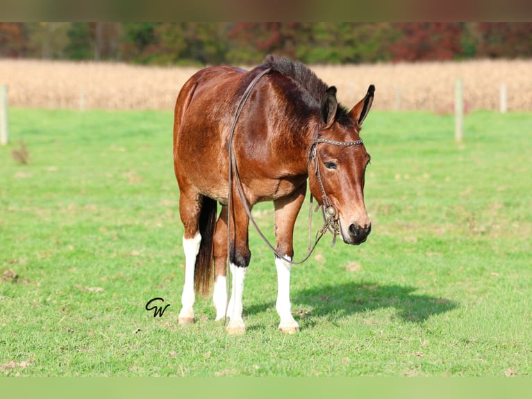 Mule Gelding 8 years Bay in Beaver Springs