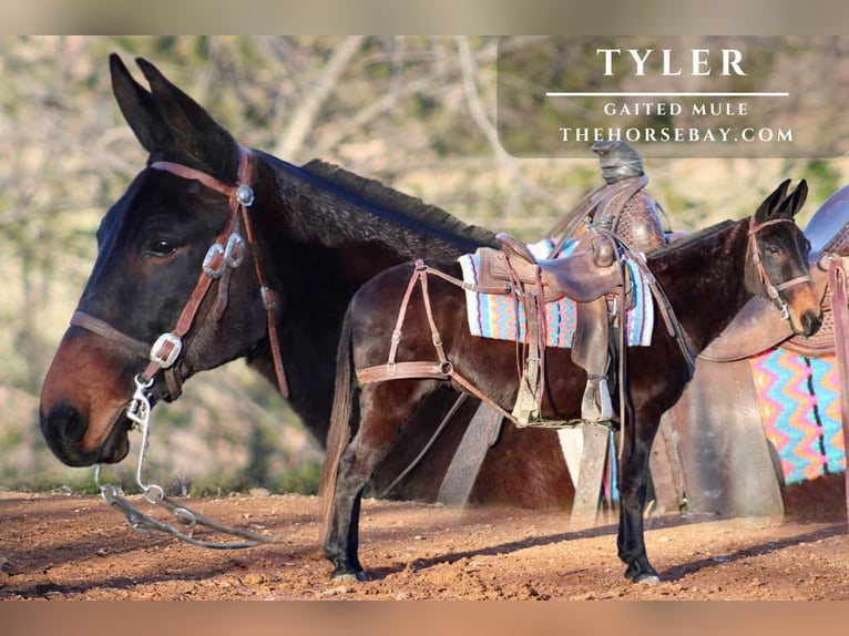 Mule Gelding 8 years Black in Tompkinsville, KY