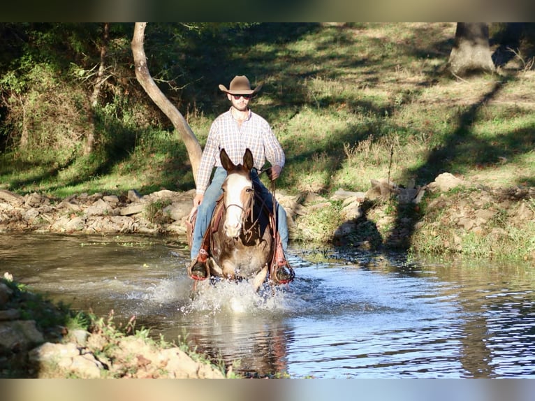 Mule Gelding 8 years Buckskin in Brooksville KY