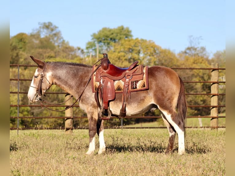 Mule Gelding 8 years Buckskin in Brooksville KY