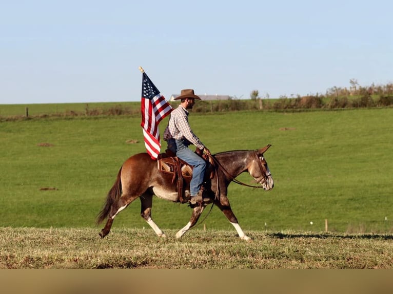 Mule Gelding 8 years Buckskin in Brooksville KY