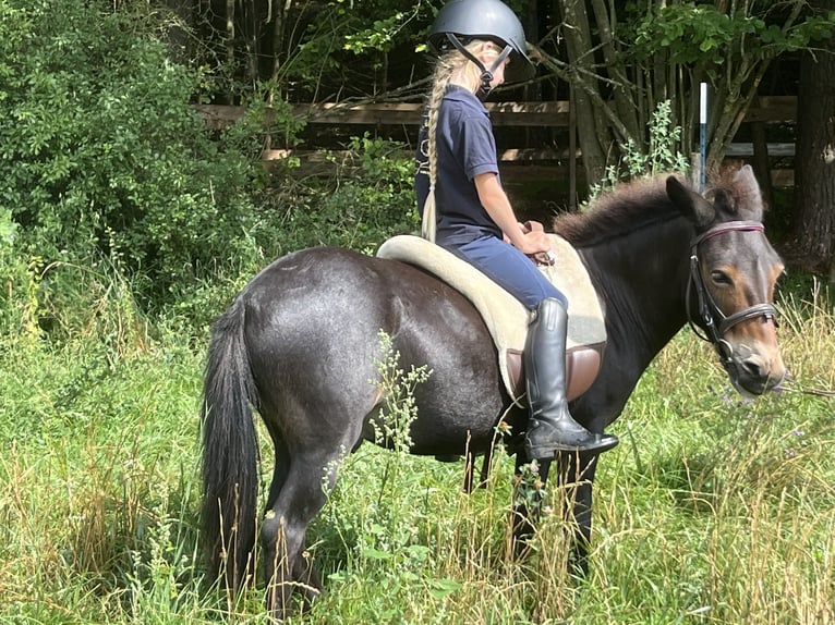 Mule Gelding 9 years 10,2 hh Brown in Ursensollen