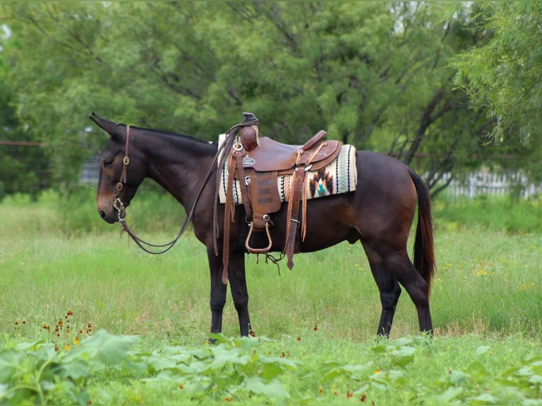 Mule Gelding 9 years 13,2 hh Black in Stephenville TX