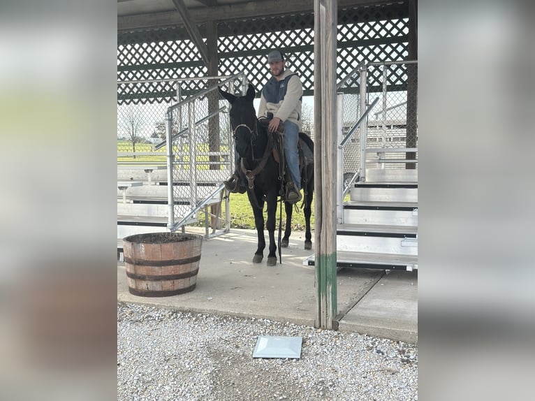 Mule Gelding 9 years 13 hh Black in Van Horne