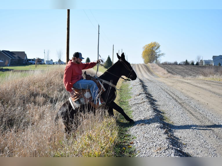 Mule Gelding 9 years 13 hh Black in Van Horne