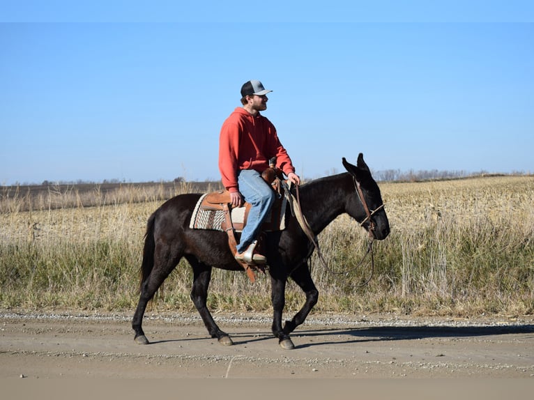 Mule Gelding 9 years 13 hh Black in Van Horne