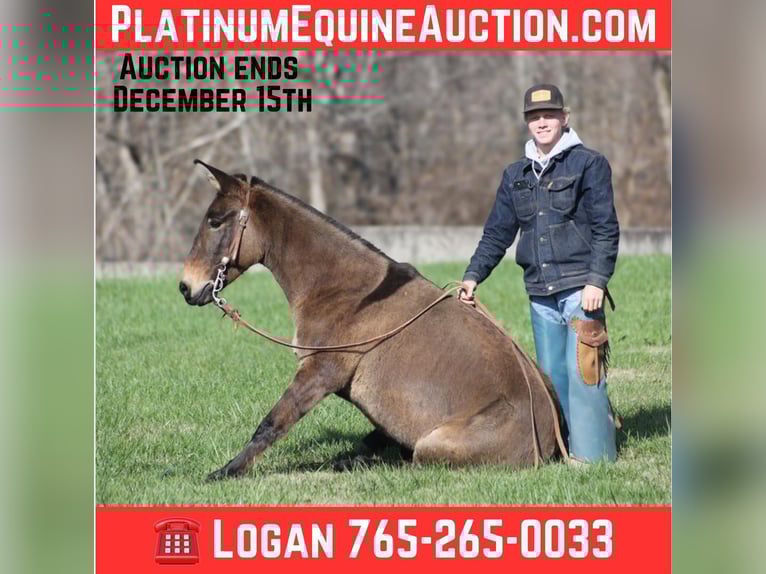 Mule Gelding 9 years 13 hh Grullo in Mount Vernon