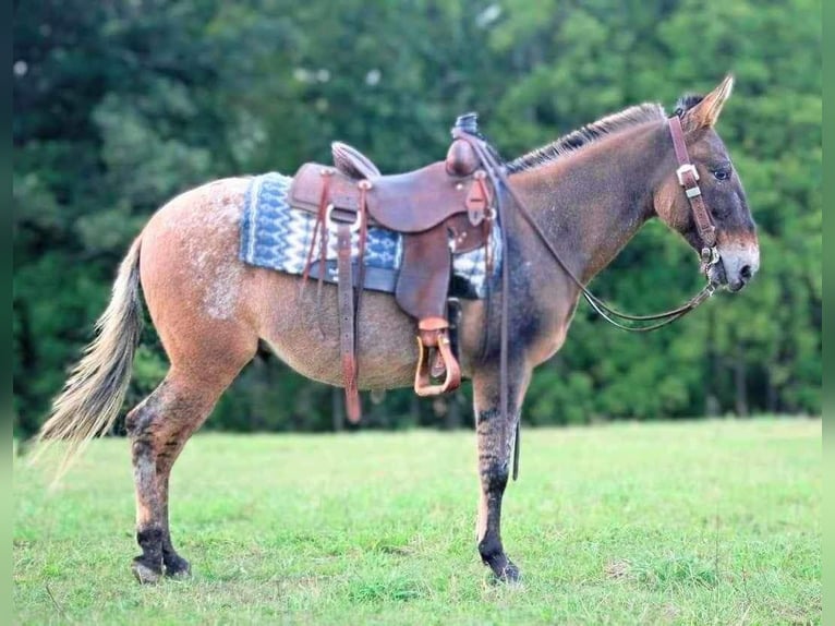 Mule Gelding 9 years 14,1 hh Dun in Everett PA