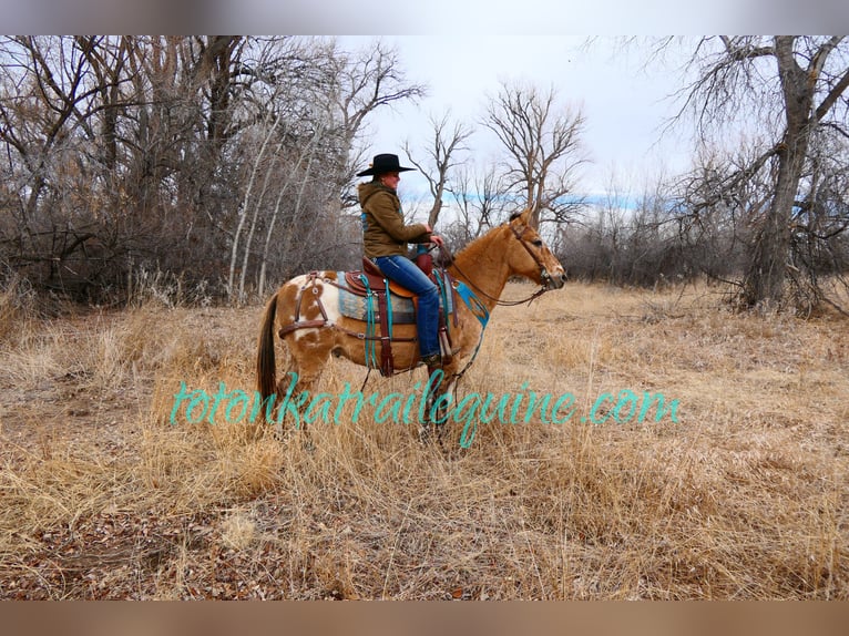 Mule Gelding 9 years 14,1 hh in Laporte, CO