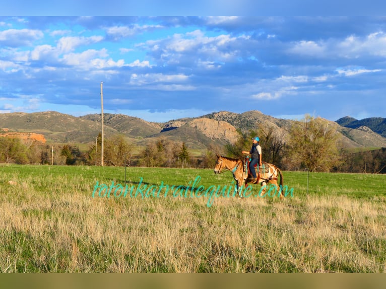 Mule Gelding 9 years 14,1 hh in Laporte, CO