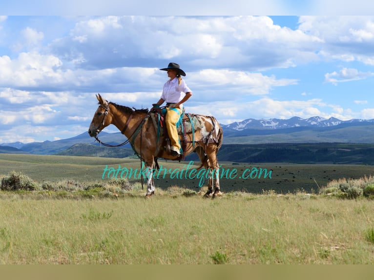 Mule Gelding 9 years 14,1 hh in Laporte, CO