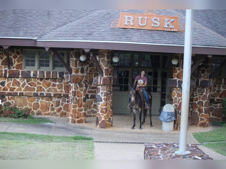 Mule Gelding 9 years 14,2 hh Bay in Rusk TX